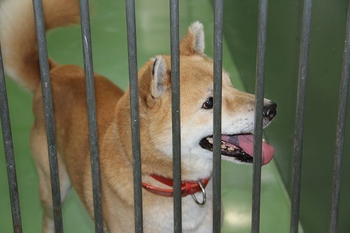 2月5日の札幌市動物管理センター福移支所は しっぽレポート