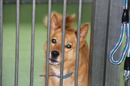 7月18日の札幌市動物管理センター福移支所は しっぽレポート