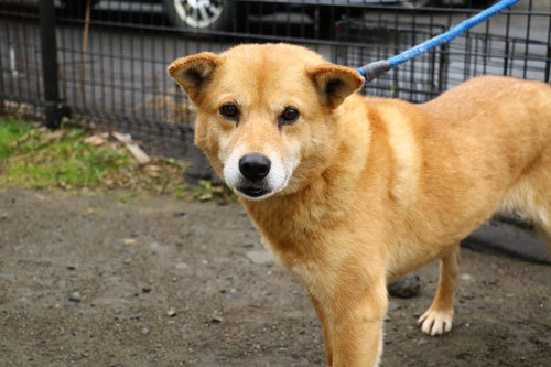 標茶保健所 釧路保健所より犬1頭 猫3頭を引き取りました しっぽレポート