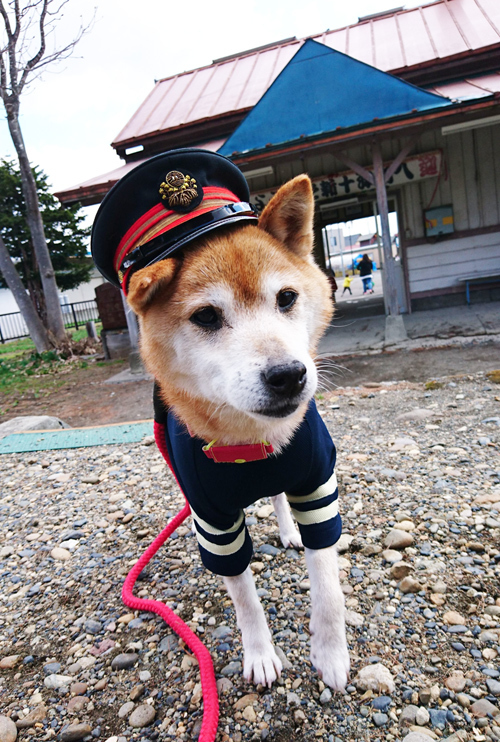 10 7 土 天才 志村どうぶつ園 にしっぽの卒業犬ララちゃんが出ます しっぽレポート
