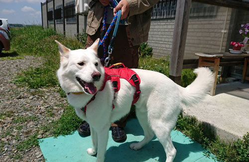 saku02.jpg
