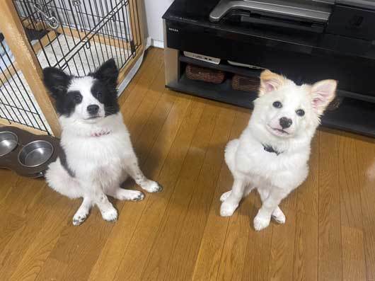 飼い主さん募集中 グミとボーロのご紹介 しっぽレポート