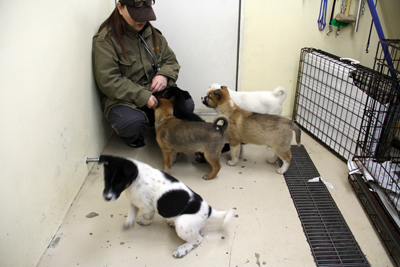 またも、石狩市厚田の半野良の子犬たち: しっぽレポート