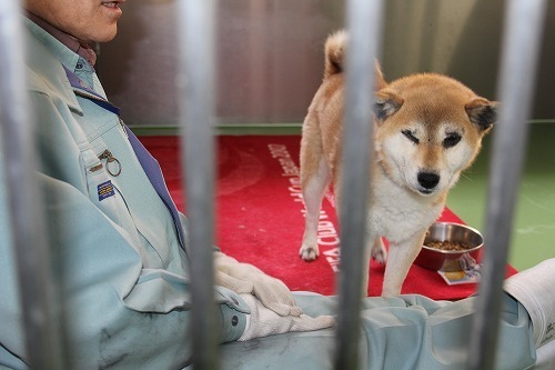 札幌市動物管理センター 64 しっぽレポート