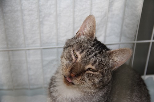 061203kattyan.jpg