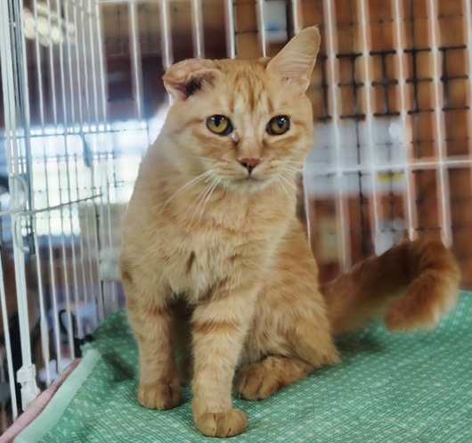 しっぽのニャンコ紹介シリーズ編 ～茶トラにゃんこ～: しっぽレポート