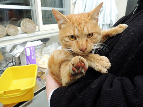 2016_11_25_cat1-1.jpg