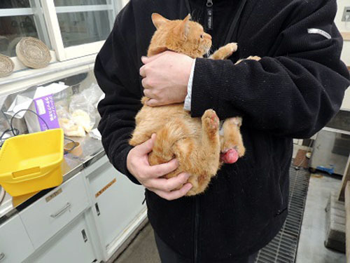 2016_11_25_cat1-2.jpg