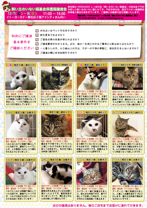 明日12 8も 第8回 飼い主のいない猫基金 保護猫譲渡会開催 しっぽレポート