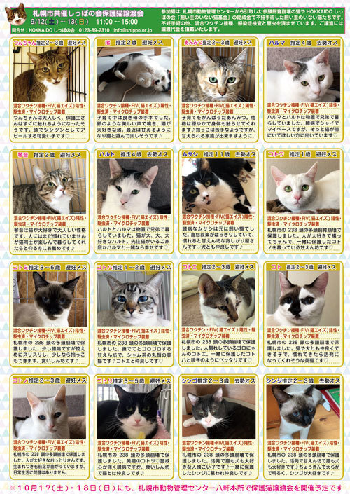 9 12 13 札幌市共催 保護猫譲渡会 参加成猫編 しっぽレポート