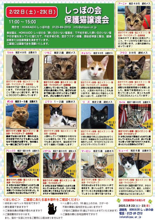 2025.02.22.23譲渡会参加猫表.jpg