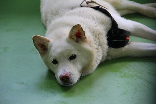 札幌市動物管理センター しっぽレポート