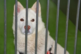 7月18日の札幌市動物管理センター福移支所は しっぽレポート