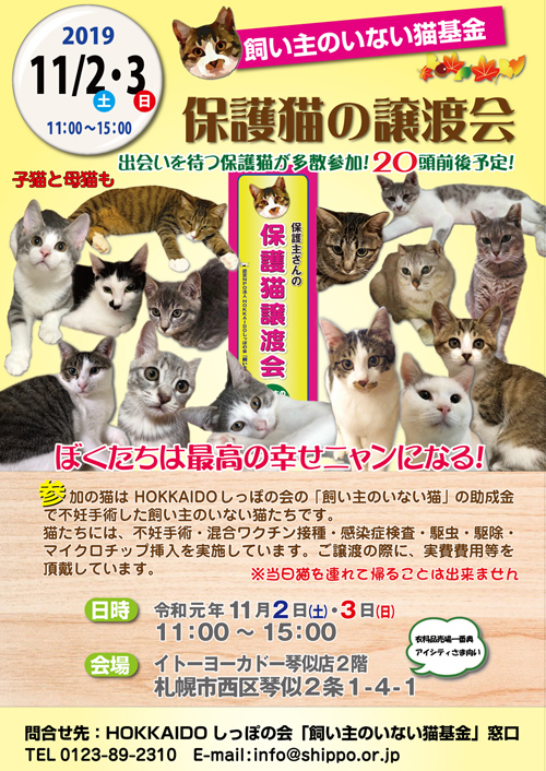 猫基金譲渡会2019.11.2.3s.jpg