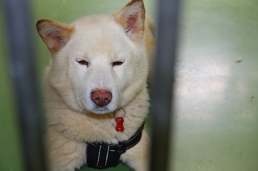 6月30日 水 の札幌市動物管理センター福移支所と今週の道内保健所情報 しっぽレポート