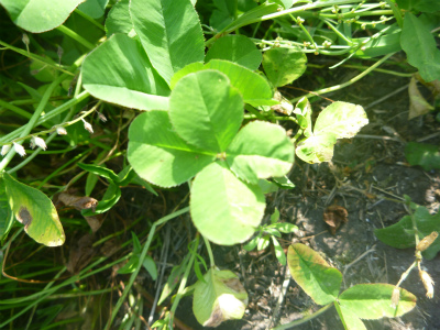 P1000474.jpg