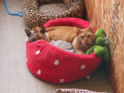 P3220700.gif
