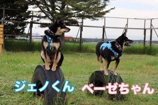 S__163848199_0.jpg