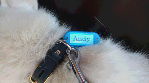 andy2.jpg