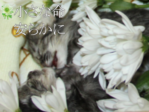 ararenoko.jpg