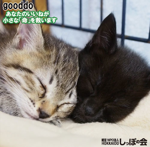 gooddo10.19s.jpg