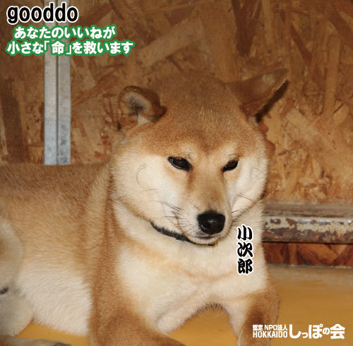 gooddo8.9s.jpg