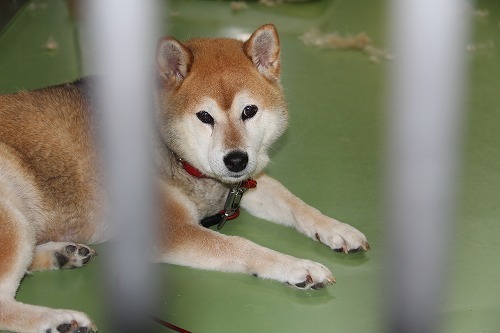 hana.jpg