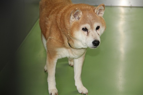 inu110.jpg