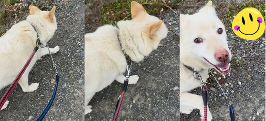 kinka (2).jpg