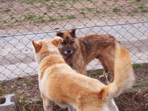 kushi8.jpg
