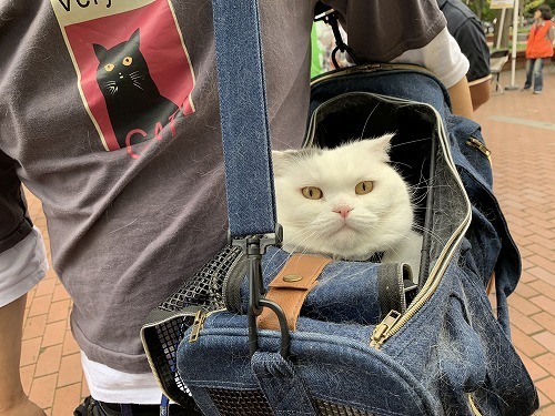 neko.jpg