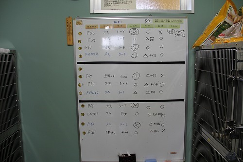 nekosya1.jpg