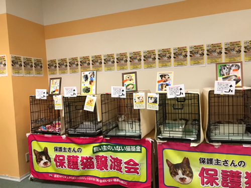 nekotati.jpg