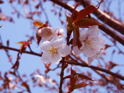sakura.jpg