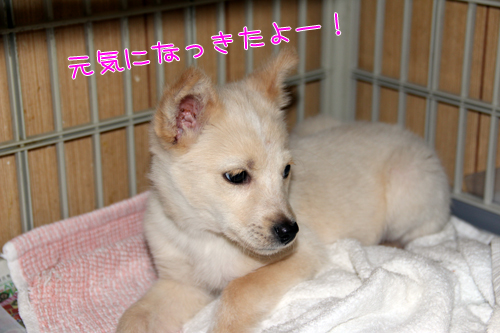 suzuran2.jpg