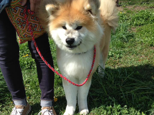 tanukotyan.jpg