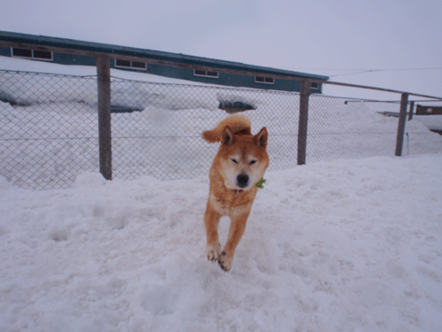 tarou5.gif