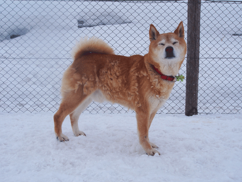 tarou6.gif