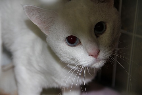 tatou3.jpg